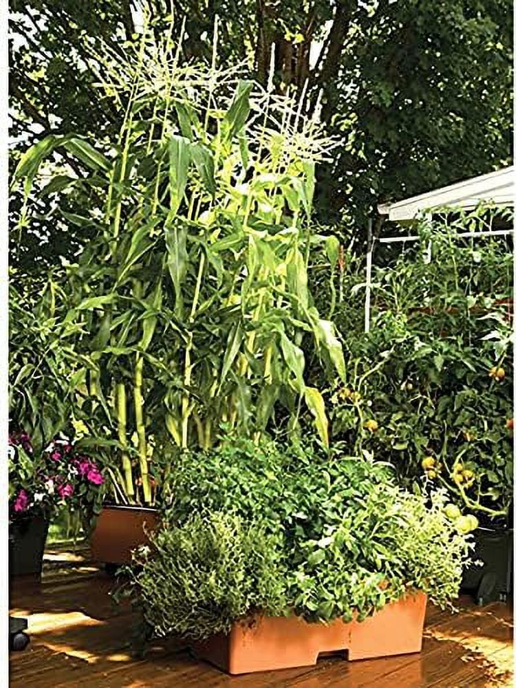 garden kit,terracotta (pack of 2, standard)