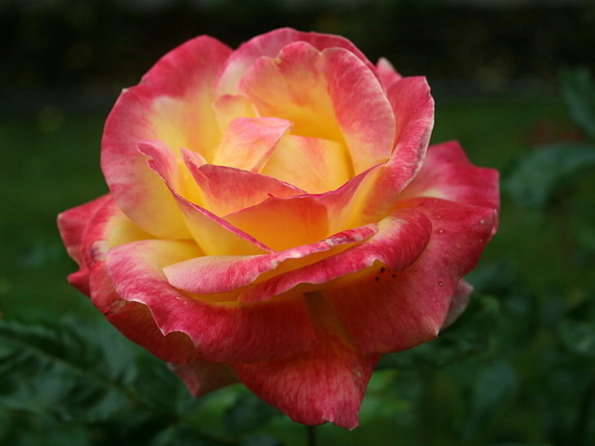 30+ Seeds|Love & Peace Rose Hybrid Flower - Authentic Seeds - Perennial~GMO Free~~Flower seeds ~ Asian Garden~ Herbs B5G1#1093