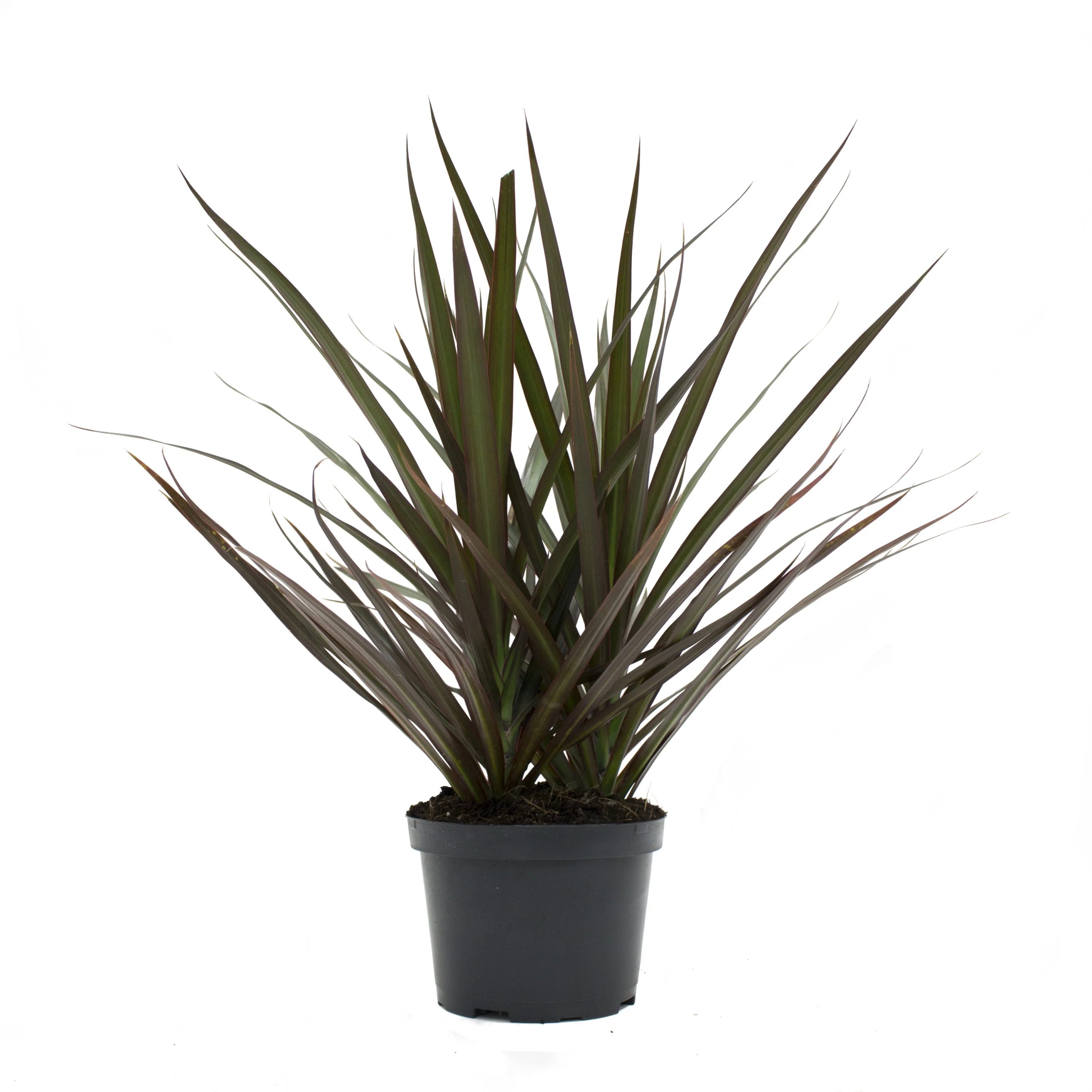 Live Indoor 14in. Tall Multi-color Madagascar Dragon Tree; Bright, Indirect Sunlight Plant in 6in. Grower Pot