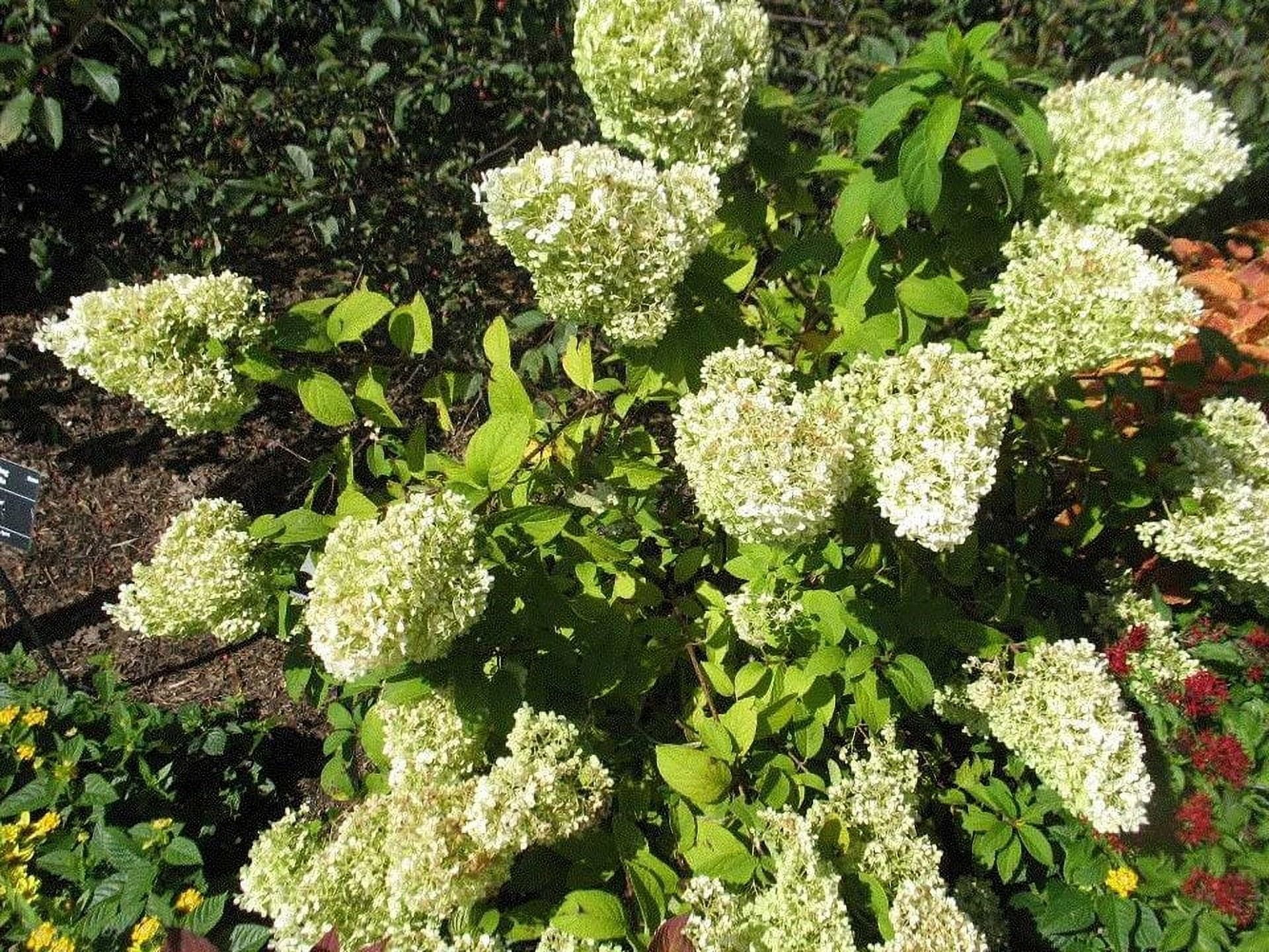 Pixies Gardens Hydrangea Bobo 3 Gallon