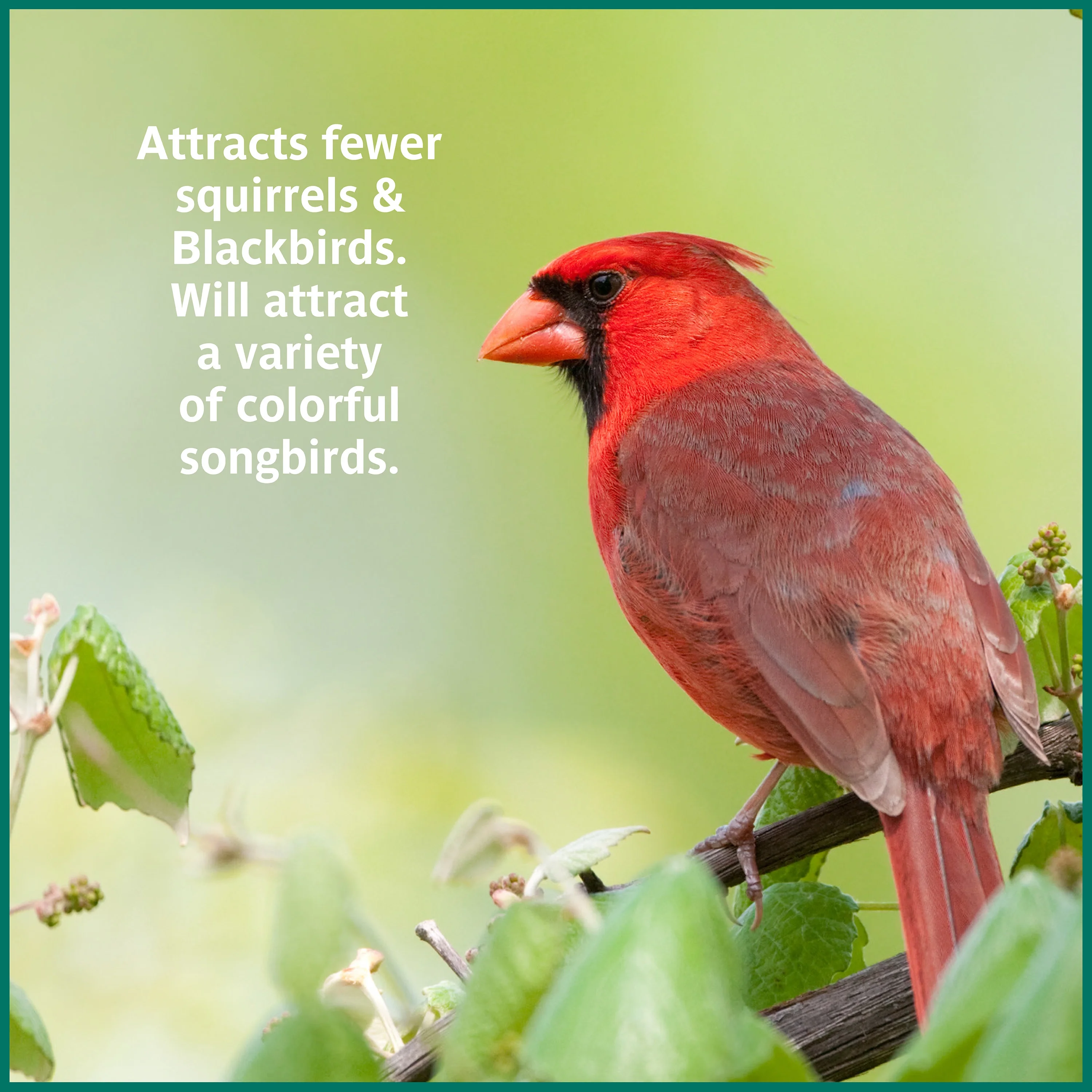 Pennington Select Safflower Seed, Wild Bird Feed and Seed, 7 lb. Bag, 1 Pack, Dry