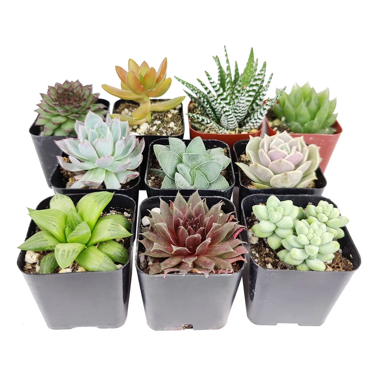 Assorted Collection of Live Succulents Randomly Picked - 9 Succulents