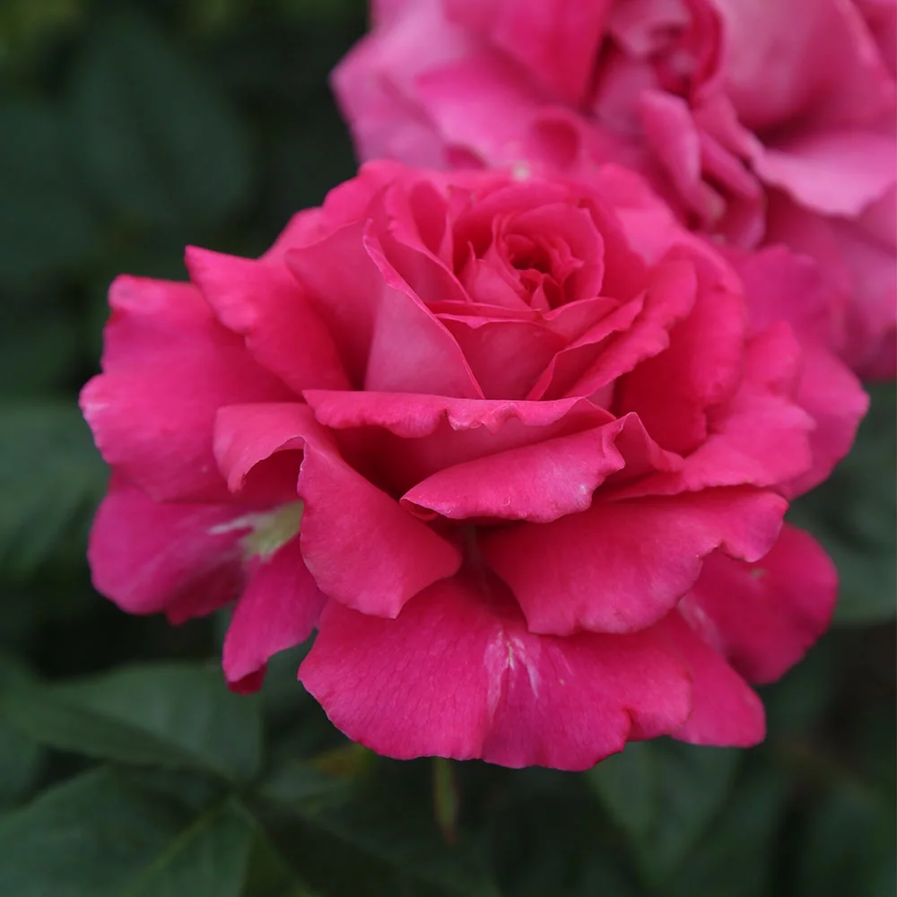 Heirloom Roses Rose Bush - Pretty Lady Rose™ Hybrid Tea , Live Rose Plant