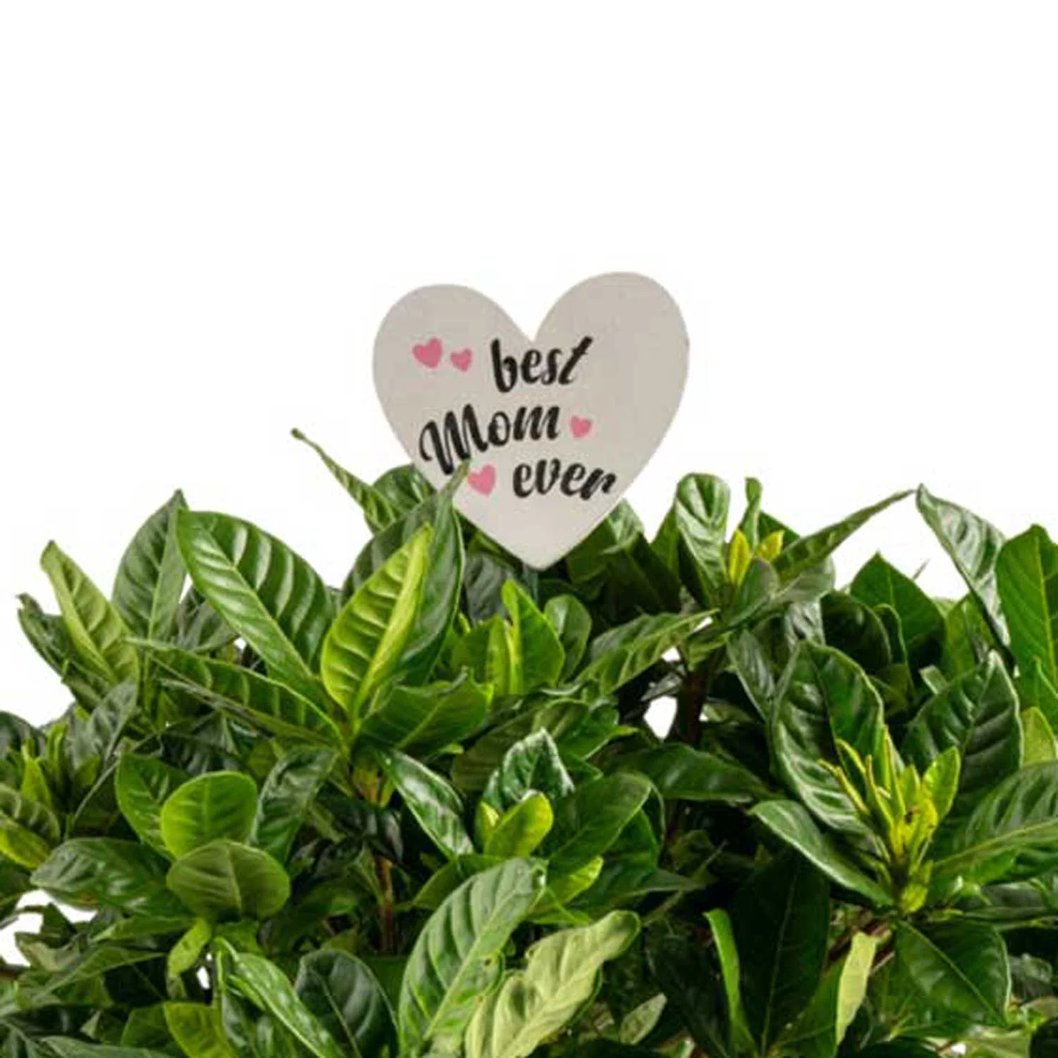 Costa Farms Live Indoor 12in. Tall White Gardenia Plant in 6in. Ceramic Planter