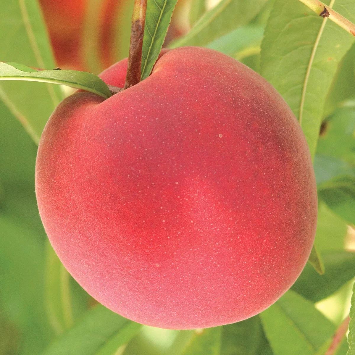 Trugold Peach Standard Dormant Bare Root Starter Fruit Tree (1-Pack)