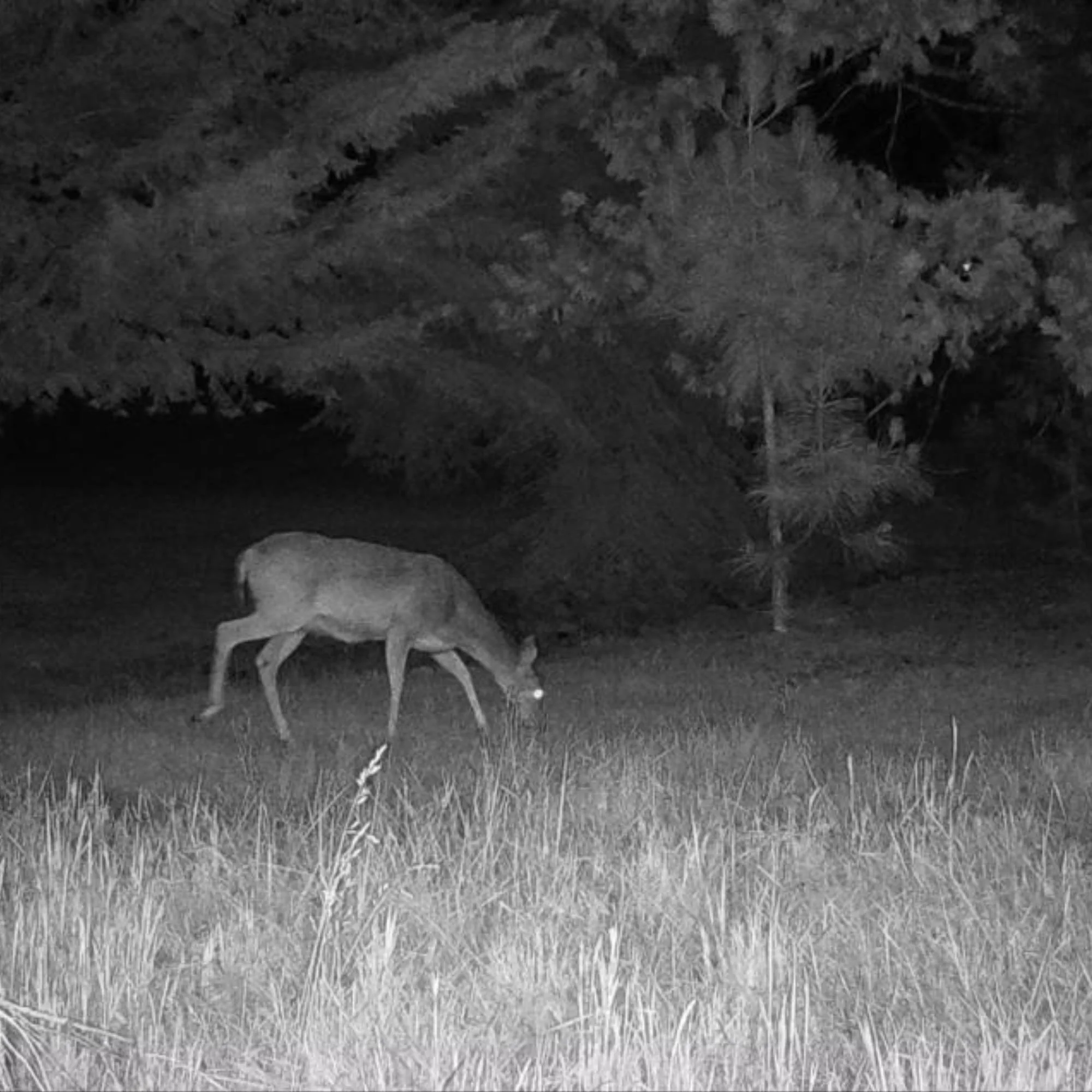 Cuddeback CuddeLink Wireless, 3rd Gen (2-pack) Black Flash Bundle with Starter Kit