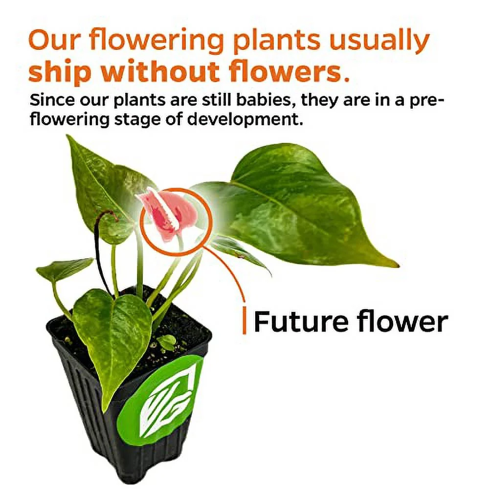 Orange Bird of Paradise - Strelitzia Reginae - Live Plant