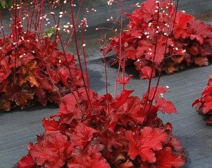 3 Forever Red Heuchera in 4