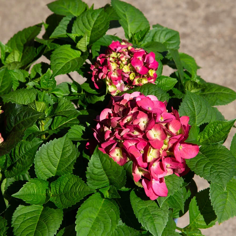 Summer Crush Endless Summer Hydrangea (1 Gallon) Flowering Deciduous Shrub with Big Raspberry-Red or Neon-Purple Blooms - Part Shade Live Outdoor Plant