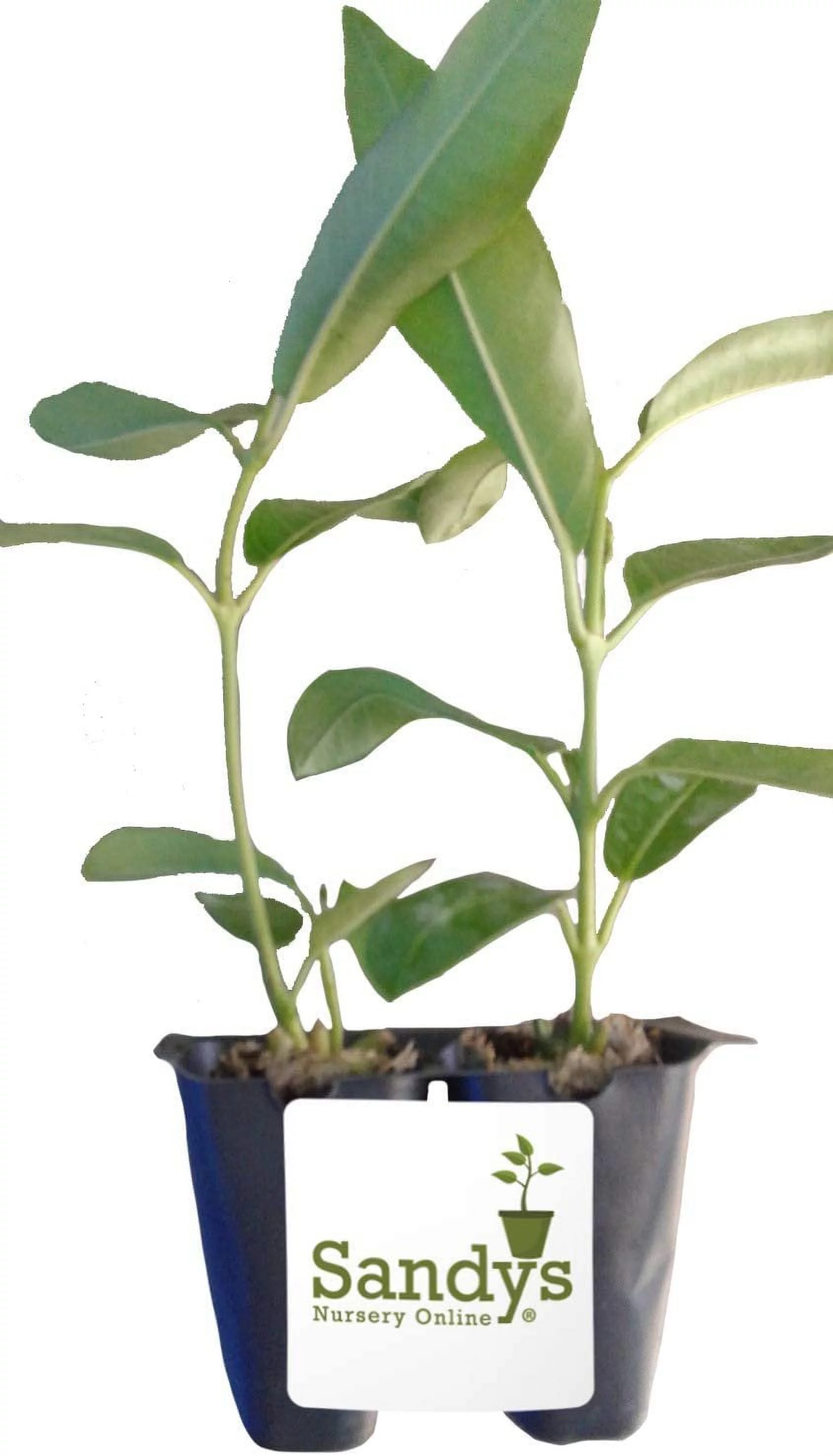 Mandevilla Tropical Plant, Giant Crimson Red Flower, Lot of 2 Starter Plants