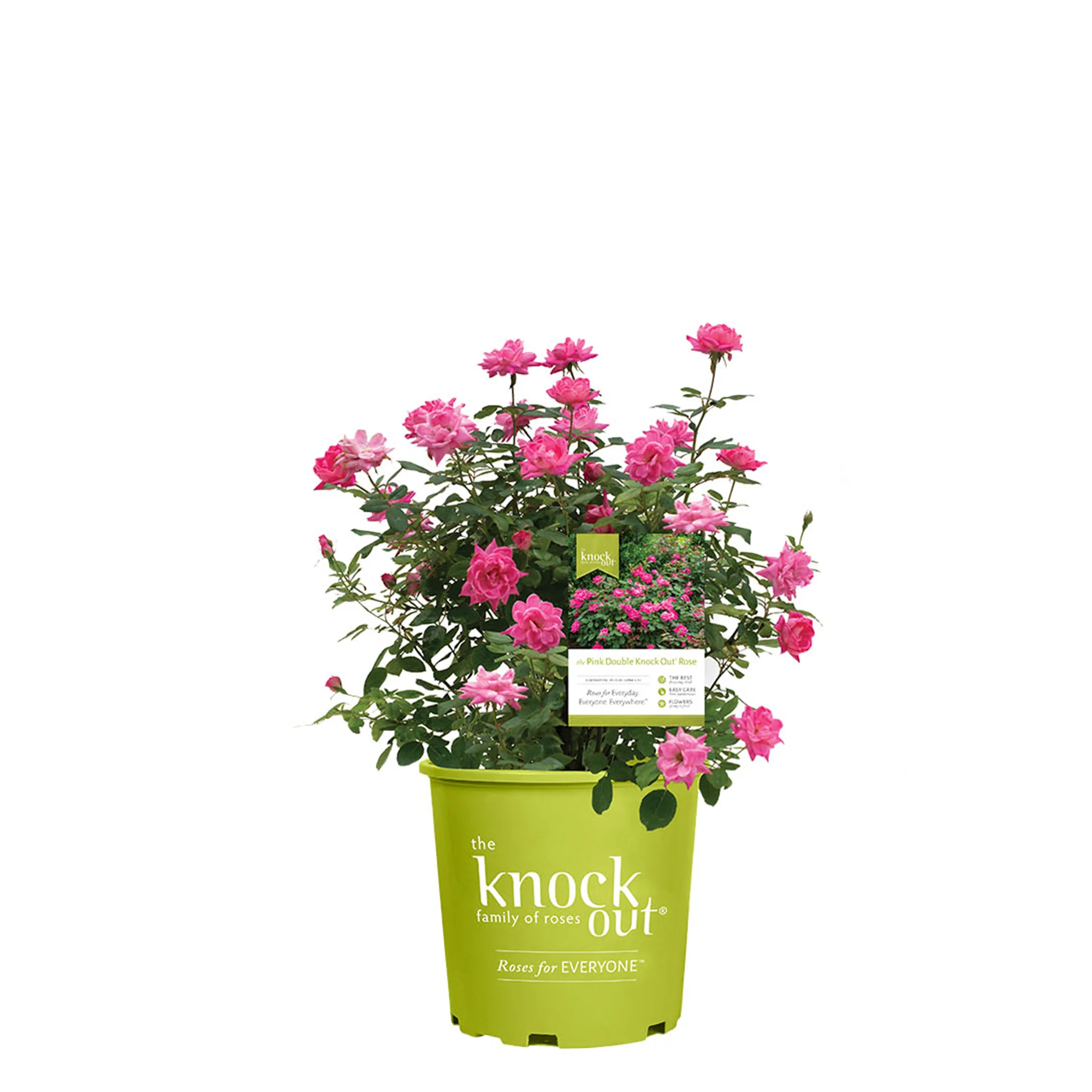 1 gal. Double Pink Knock Out Rose Bush - Beautiful Reblooming Shrub
