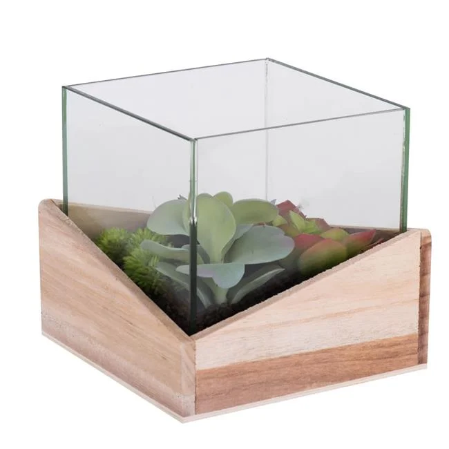 6 x 6 x 6 in. Assorted Succulents in Glass Wood Succulent Planter