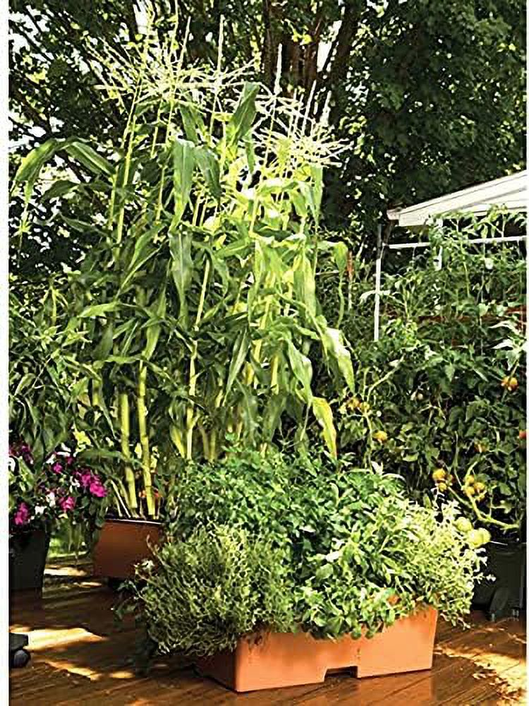 garden kit,terracotta (pack of 2, standard)