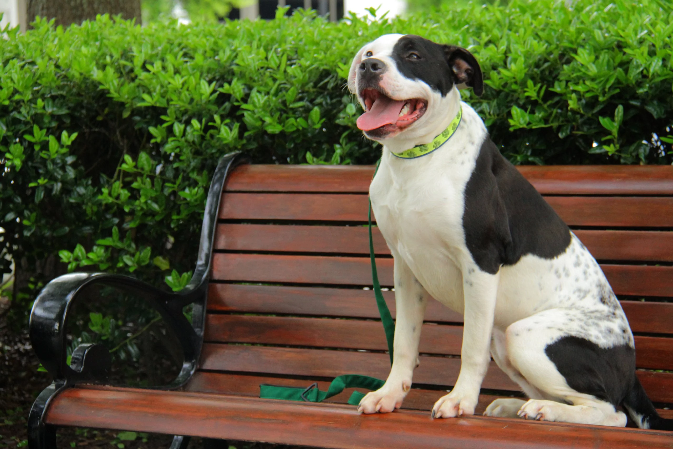 Dublin Dog Gaelic Grunge Waterproof Collar, Large