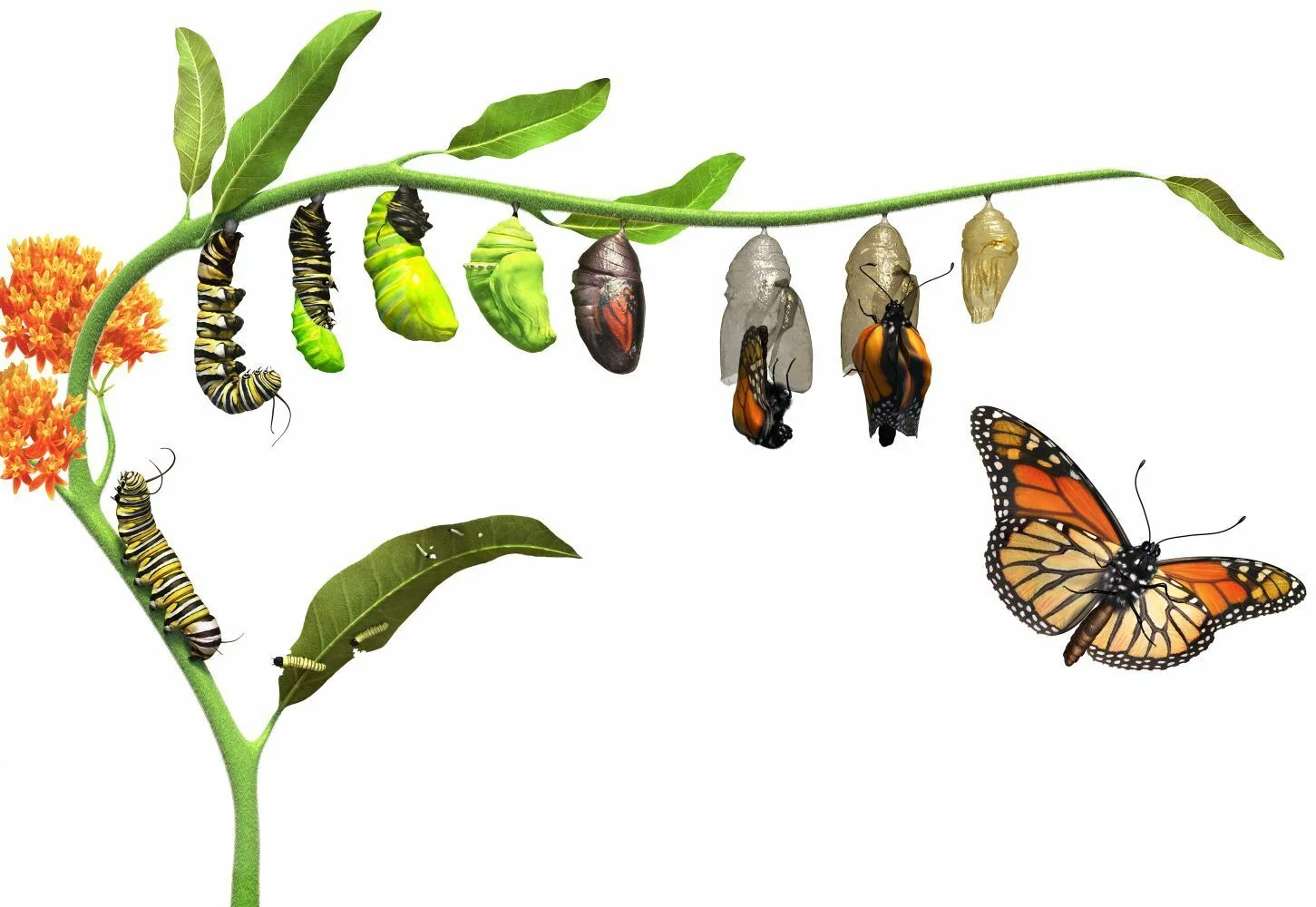 Monarch Butterfly Garden Kit - Raise Monarch Butterflies