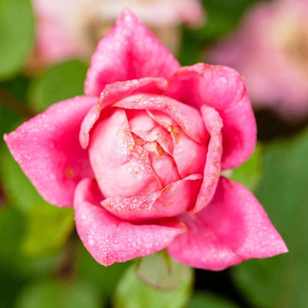 1 gal. Double Pink Knock Out Rose Bush - Beautiful Reblooming Shrub
