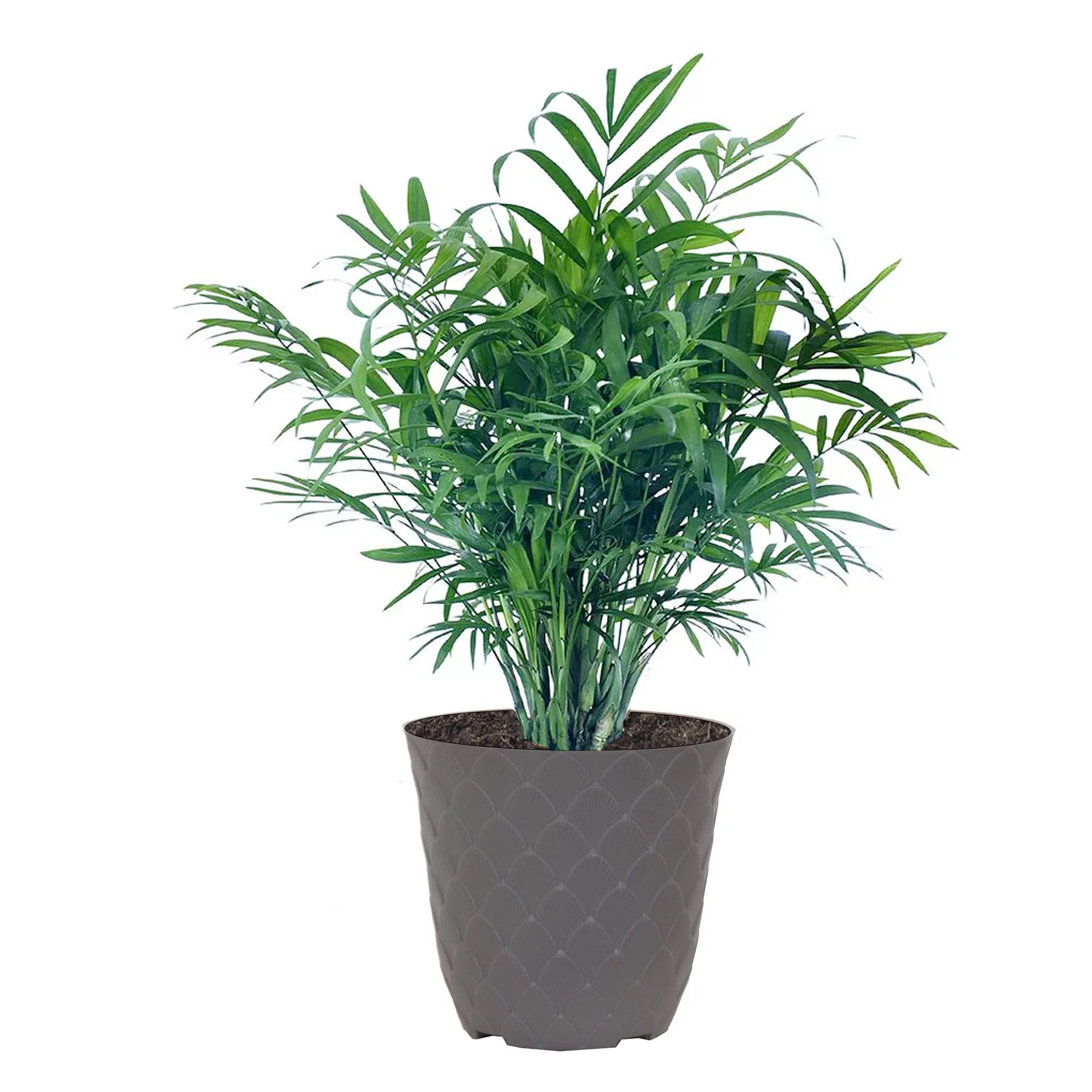 United Nursery Live Parlor Palm Potted Plant 12-14in Tall in 6 inch Gray Bayside Decor Pot