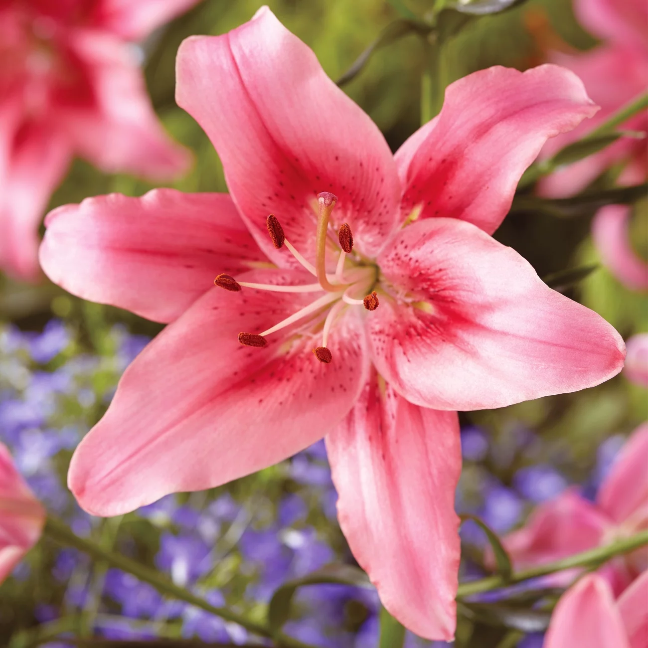 Van Zyverden Lily Child in Time Dormant Perennial Flower Bulb Partial Sun; 3-6hrs, Pink