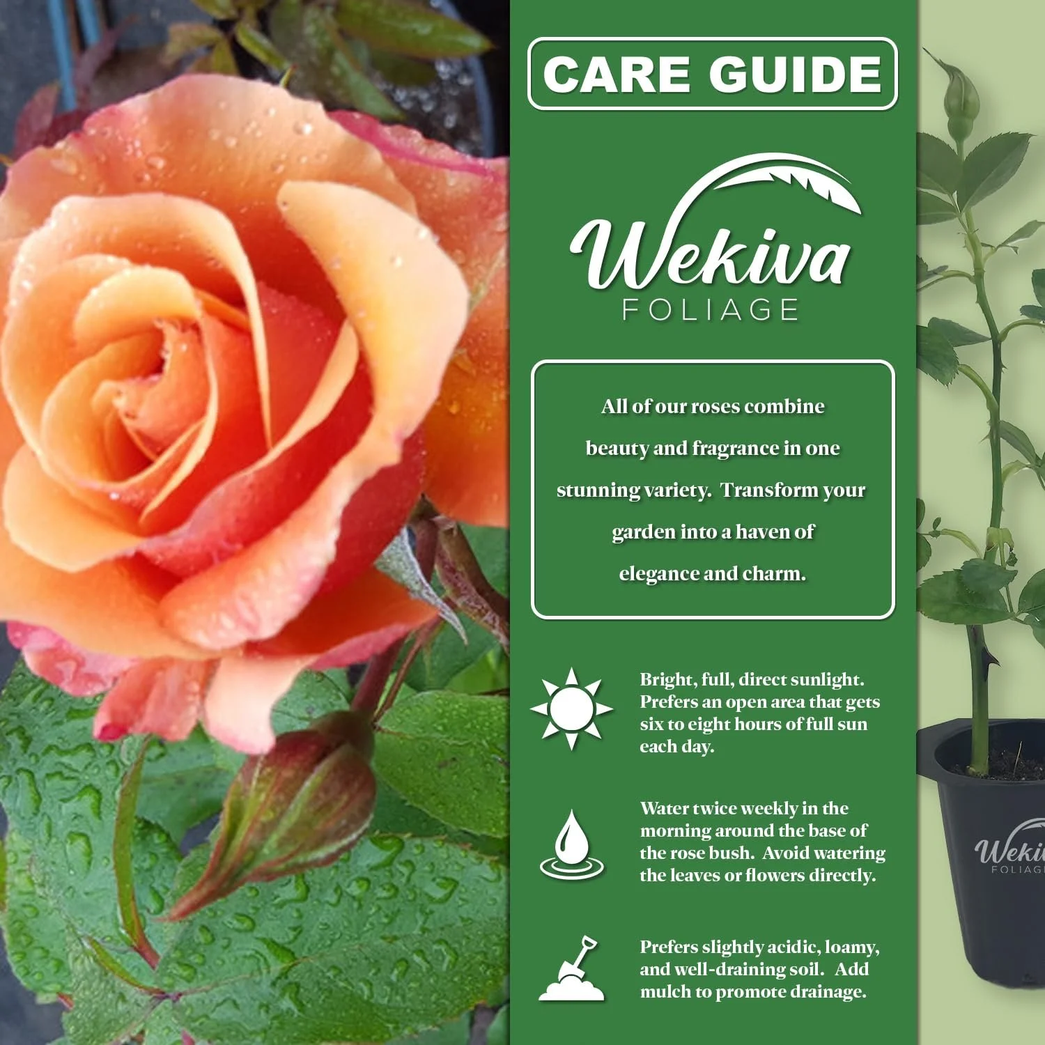 Tuscan Sun Rose Bush - 4 Live Starter Plants in 2 Inch Pots - Beautifully Fragrant Heirloom Rose from Florida - A Versatile Beauty with a Rich Fragrance