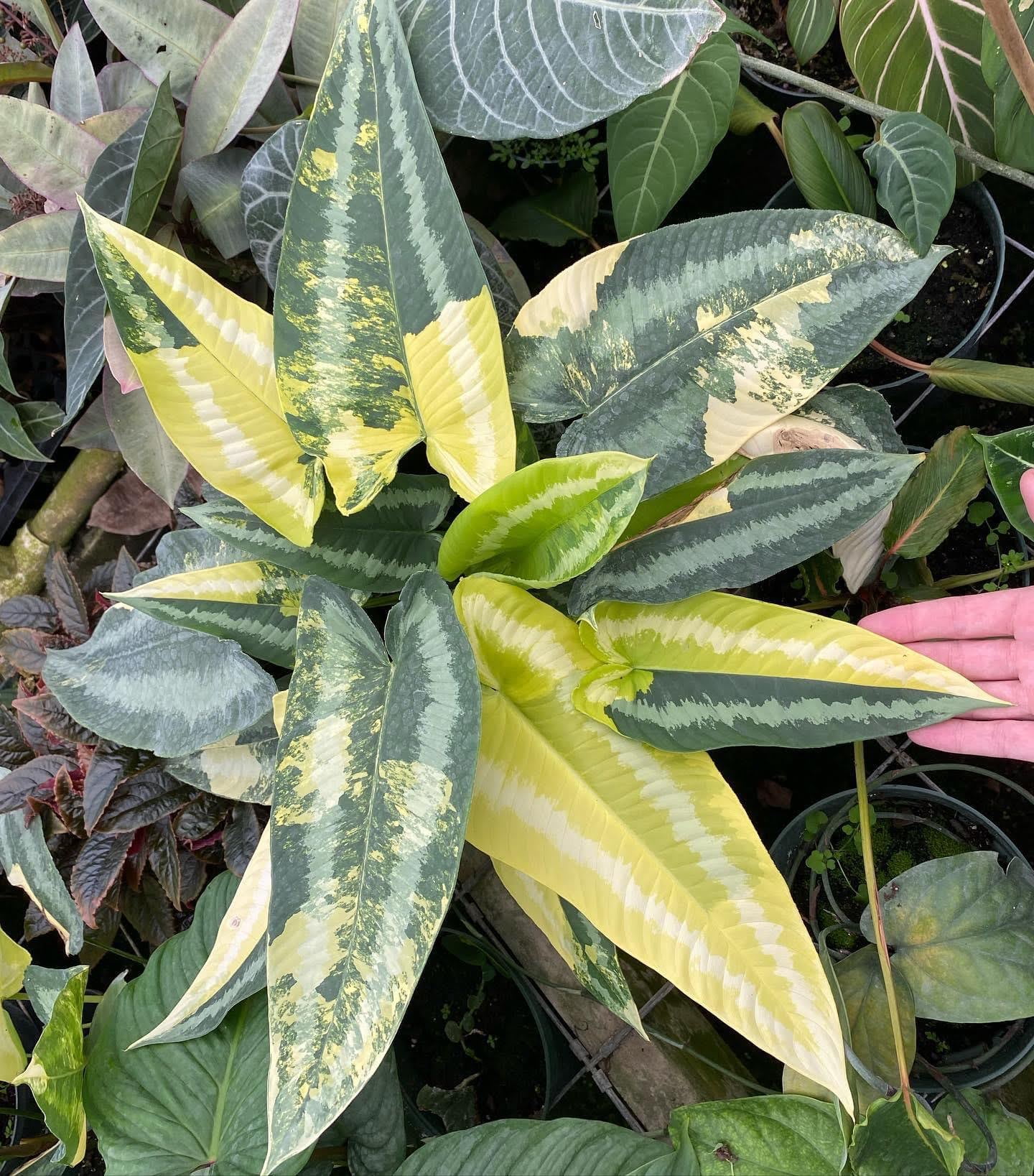 Peter’s Professional 20-20-20 General Purpose Fertilizer with Micro Nutrients. Excellent for All Plants. Scoop Included - 8 Ounces