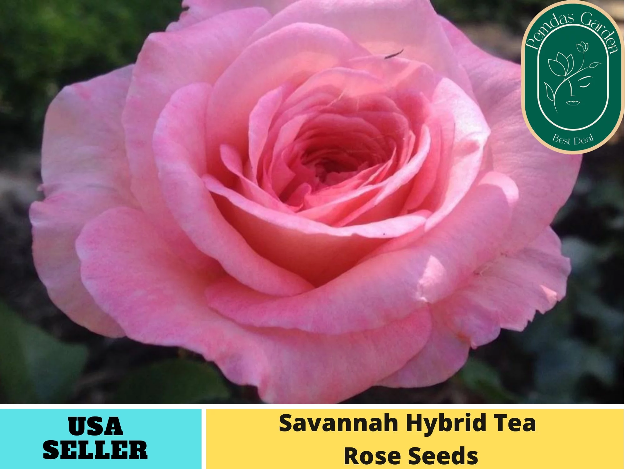 32+ Seeds| Pink Savannah Hybrid Tea Rose Seeds - Authentic Seeds - Perennial~ GMO Free ~Flower seeds~ ~ Asian Garden~ Herbs B5G1#1038
