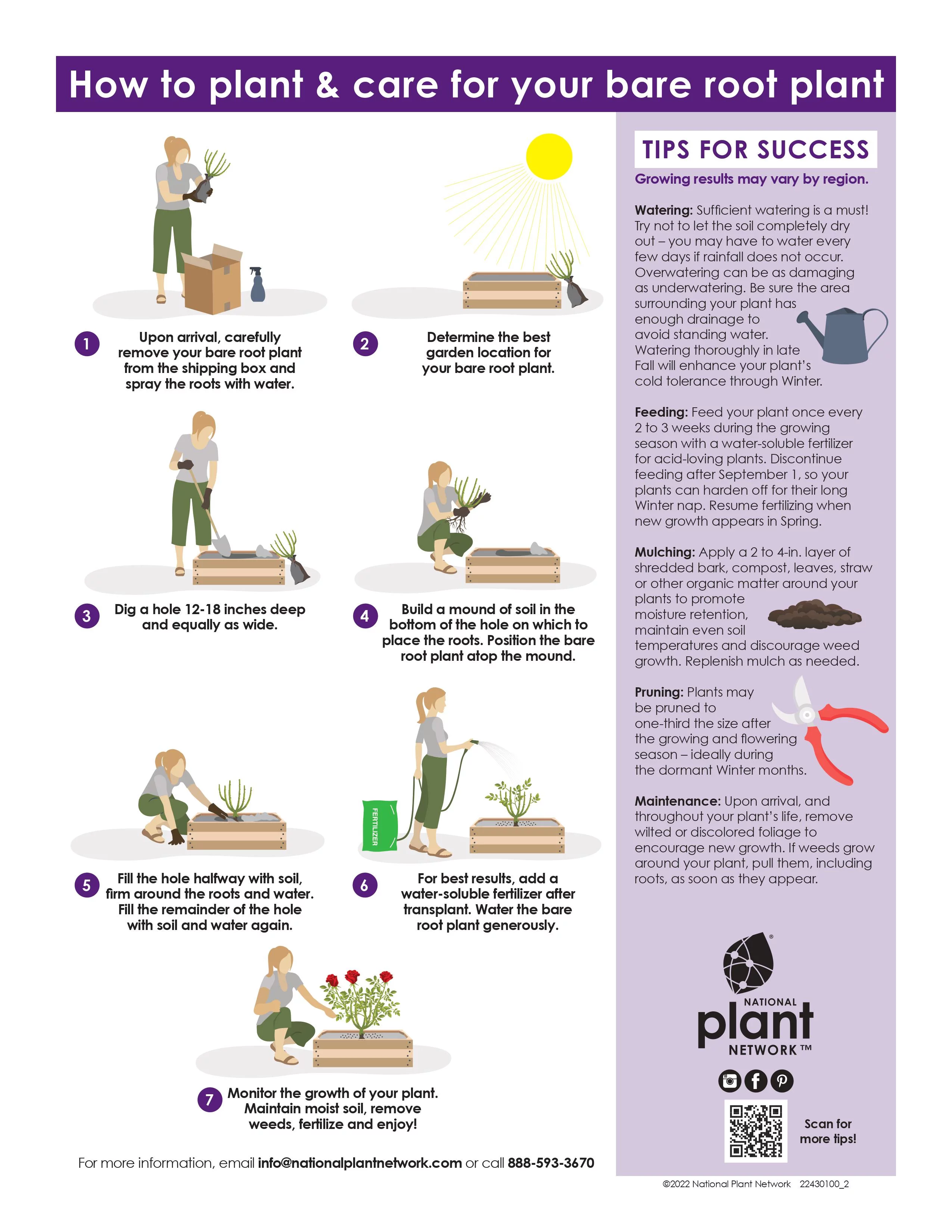 Bareroot Pink Knock Out® with Soft Pink Blooms - Live Shrub with Full Sun - 2 Piece