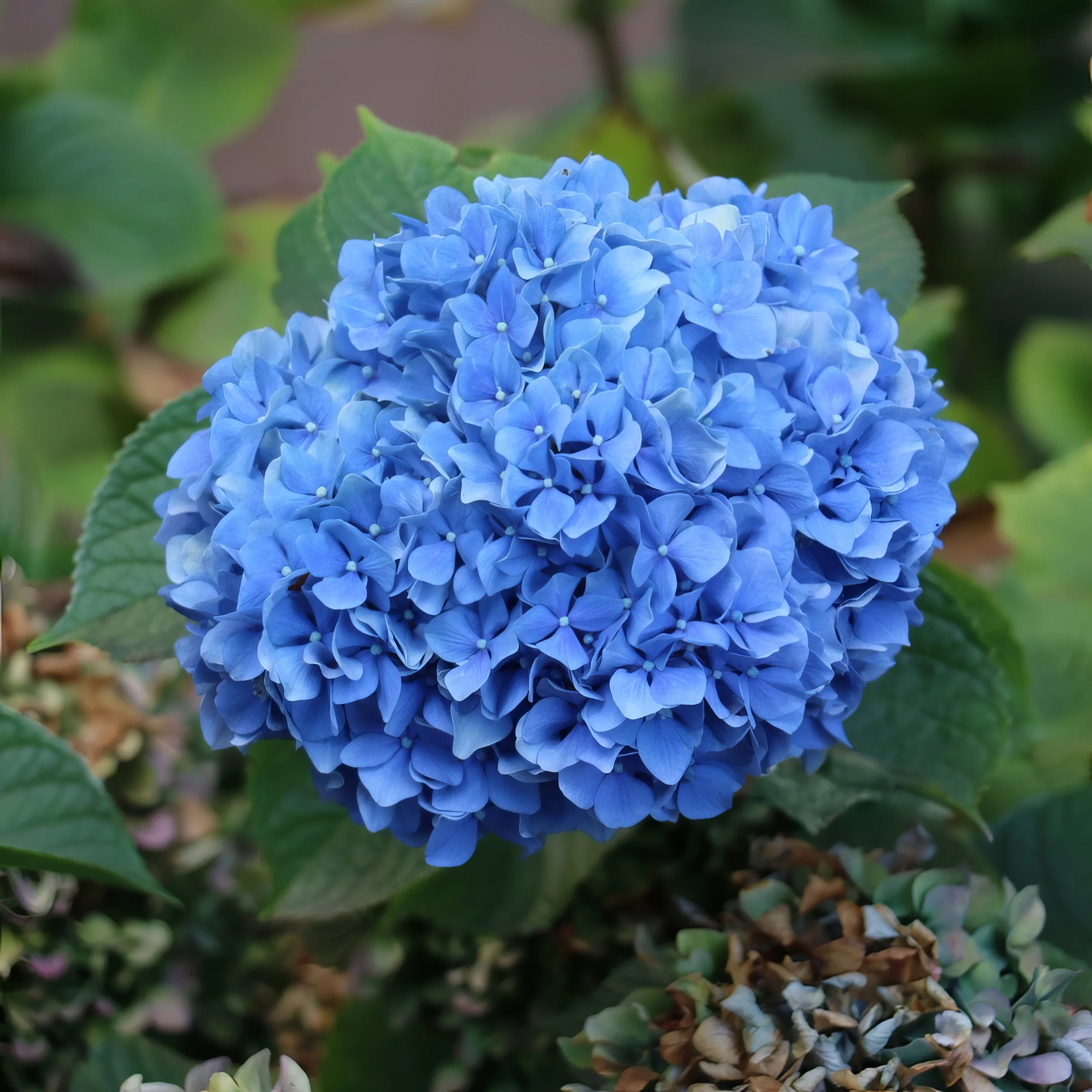 2 gal. Hydrangea Nikko Blue Shrub with Blue Flowers