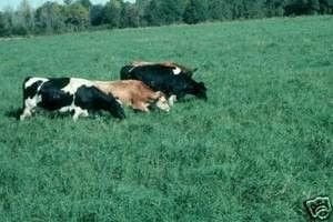 Tifton 9 Bahia Grass Seed - 1 lb