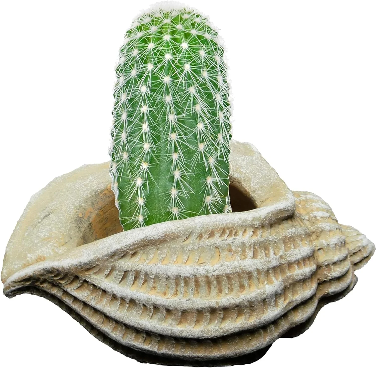 Indoor Outdoor Cement Succulent Jagger Shell Planter, Sand Colored, 5