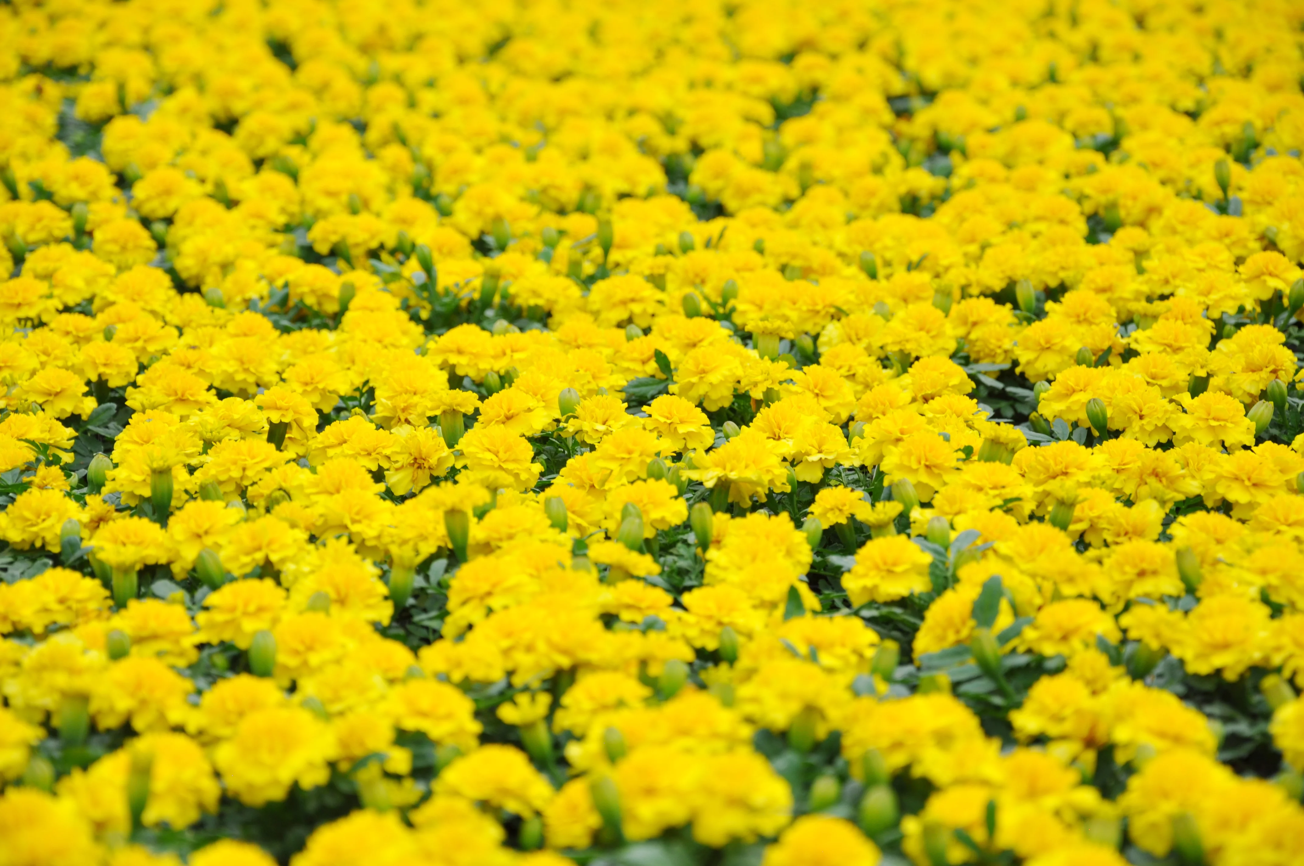 7in. Tall Yellow Marigold; Full Sun Outdoors Plant in 3.5in. Grower Pot, 12-Pack