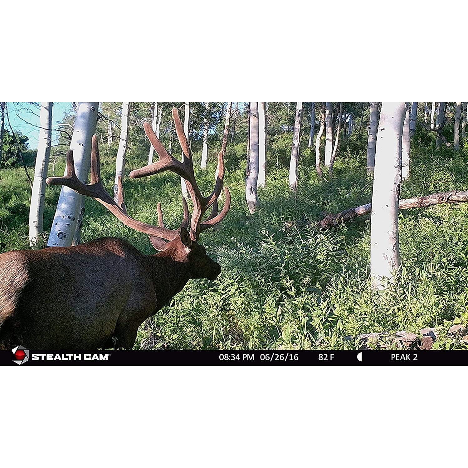 Cellular Trail Camera, AT&T