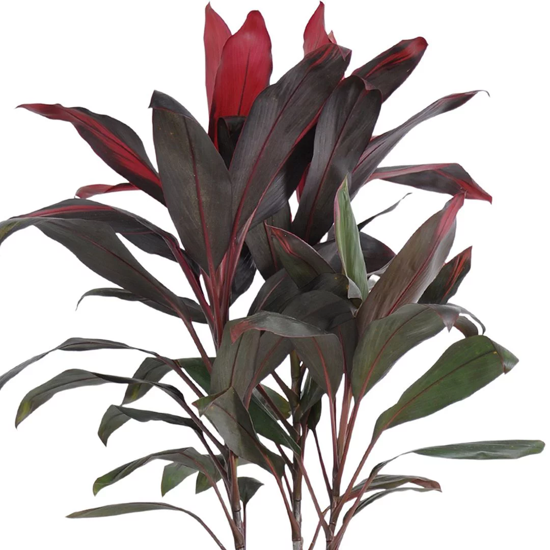 United Nursery LIve Florida Ti Cordyline Houseplant 24-28in Tall in 10 inch Gray Bayside Decor Pot