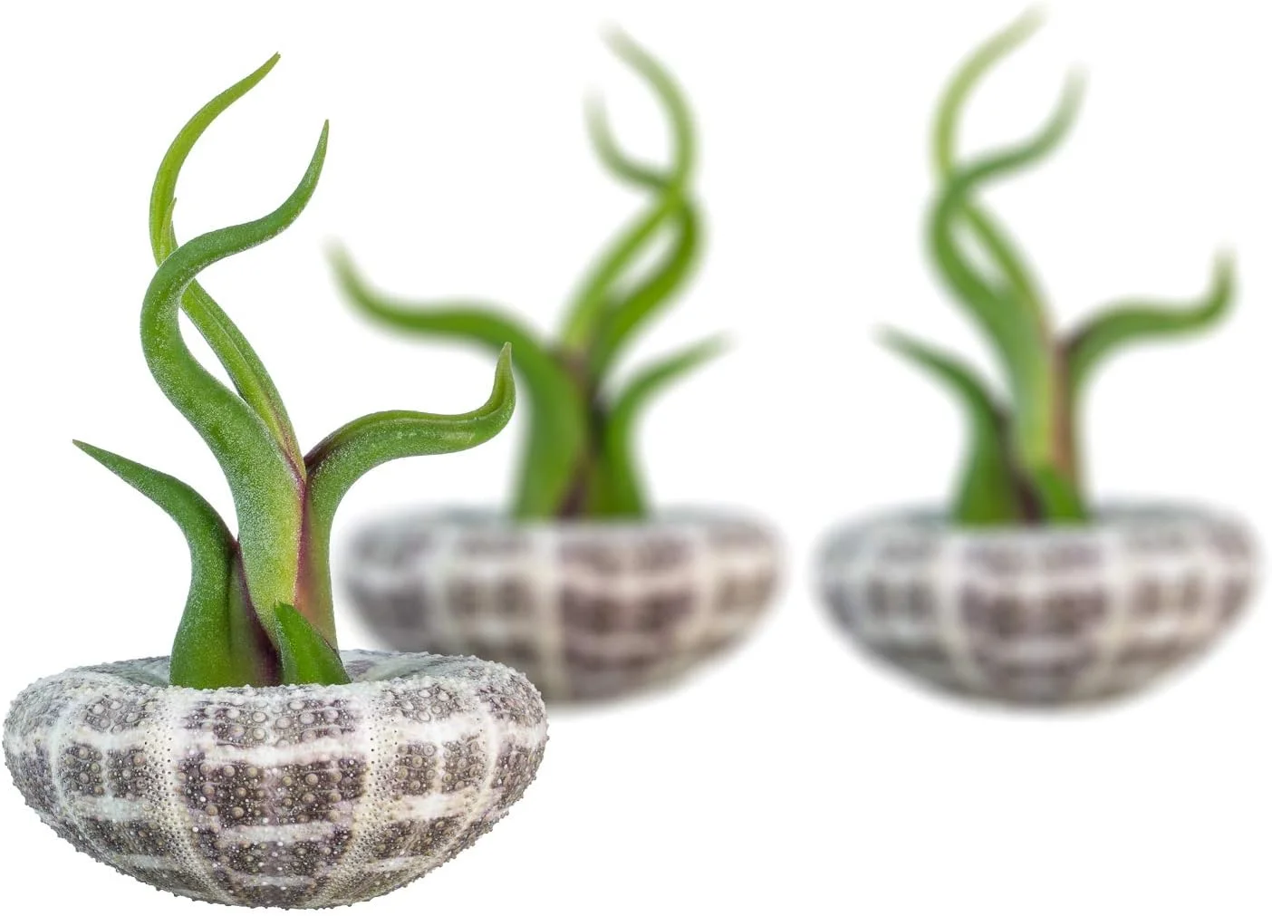 Urchin Air Plant Set | Large Alfonso Sea Urchin And Caput Tillandsia Gift Set (3 Pack)