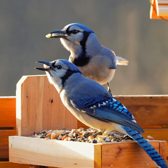 Pennington Black Ecozebo 6lb Capacity Wild Bird Starter Kit with Bird Feeder and Feed