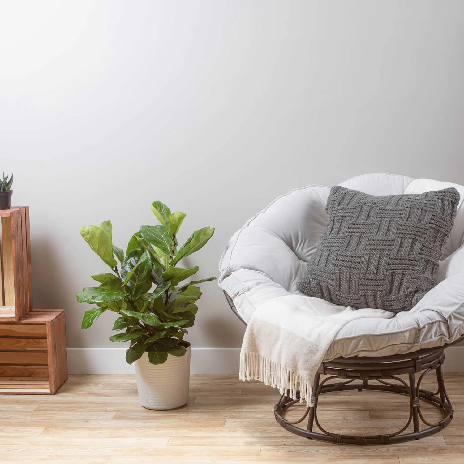 24in. Tall Dieffenbachia; Indirect Sunlight Plant in 9.25in. White Pot