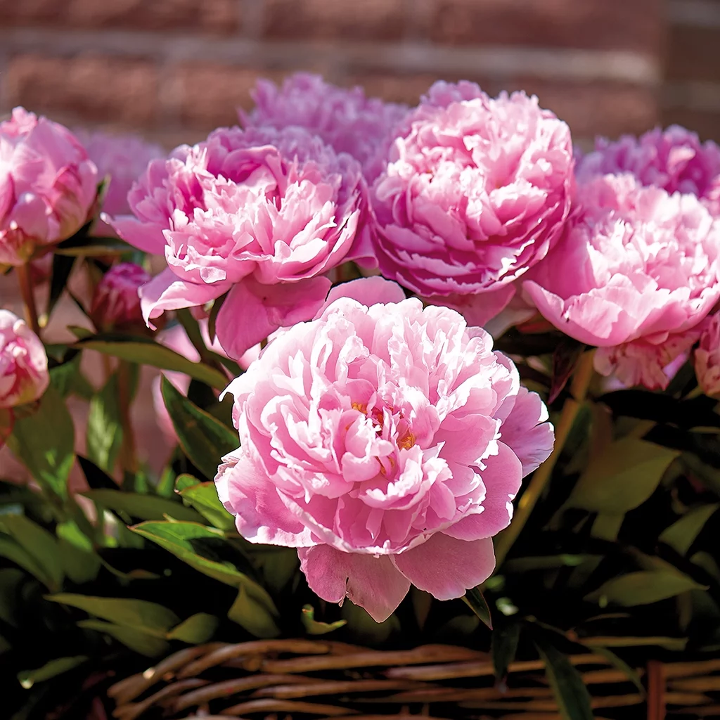 Van Zyverden Peonies Sarah Bernhardt- Set of 6 Plant Roots Pink Partial Sun Perennial Fragrant 2 lbs
