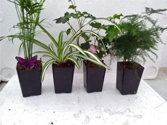 Garden Terrarium Plants - 4 Plants in 2