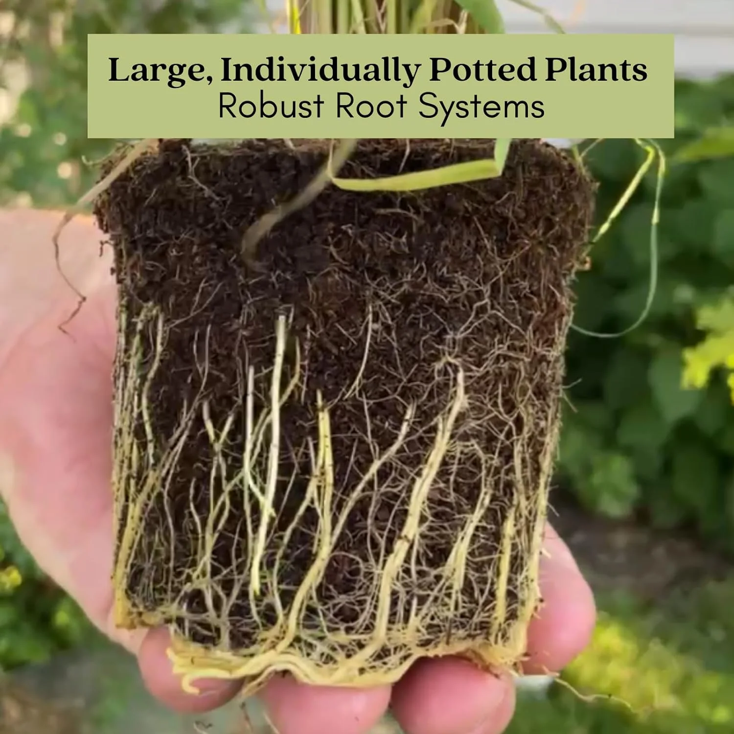 Mosquito Trio Nine (9) Mosquito Repellent Live Plants – Non-GMO - Each 4