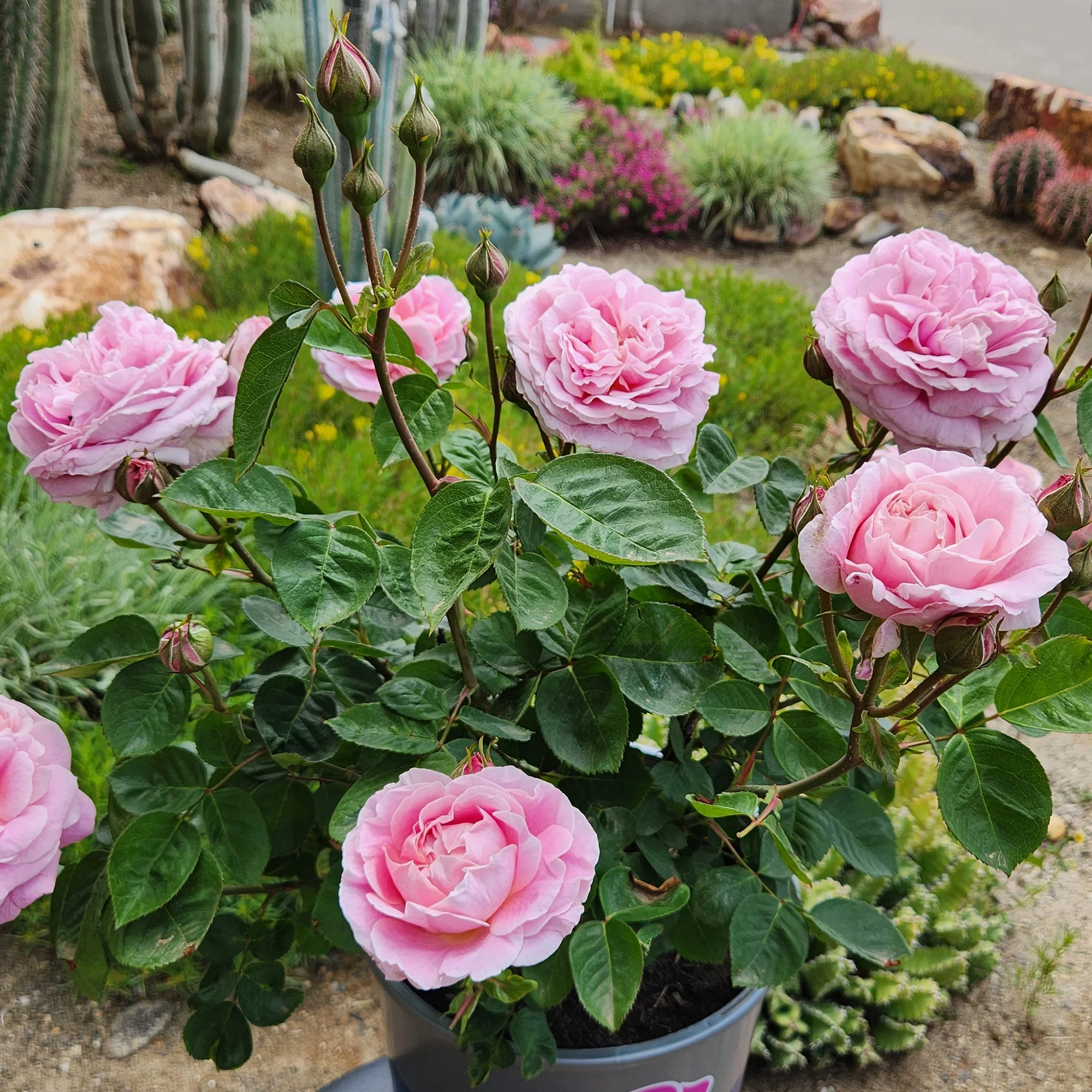 'True Perfume' PP28929 Pink Rose Bush | 8qt. Grow Pot | Full Sun | True Bloom by Altman Plants