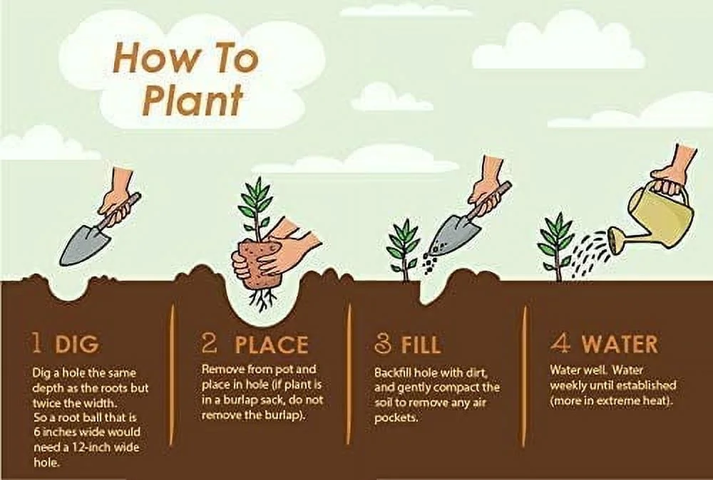 Brighter Blooms - Autumn Royalty Encore Azalea, 1 Gal. - No Shipping To AZ