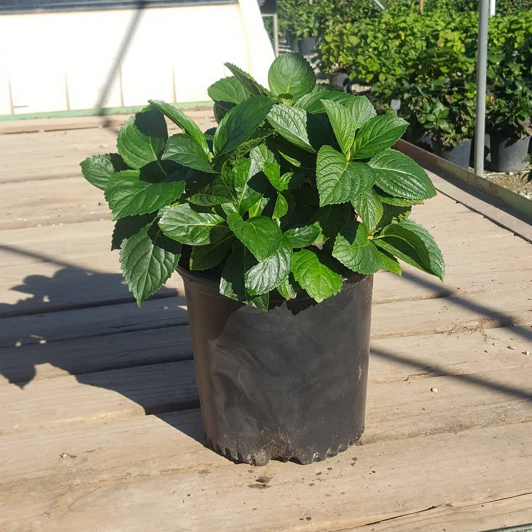 Charm Hydrangea (2.5 Quart) Flowering Deciduous Shrub with Rosy-Pink or Rosy-Blue Blooms - Part Shade Live Outdoor Plant