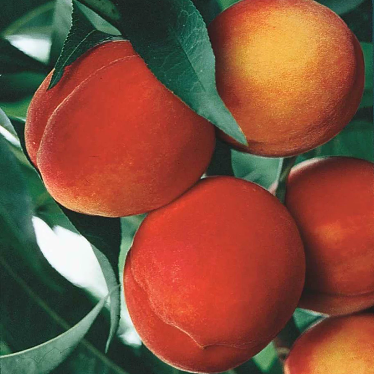 Belle of Georgia Peach Standard Dormant Bare Root Starter Fruit Tree (1-Pack)