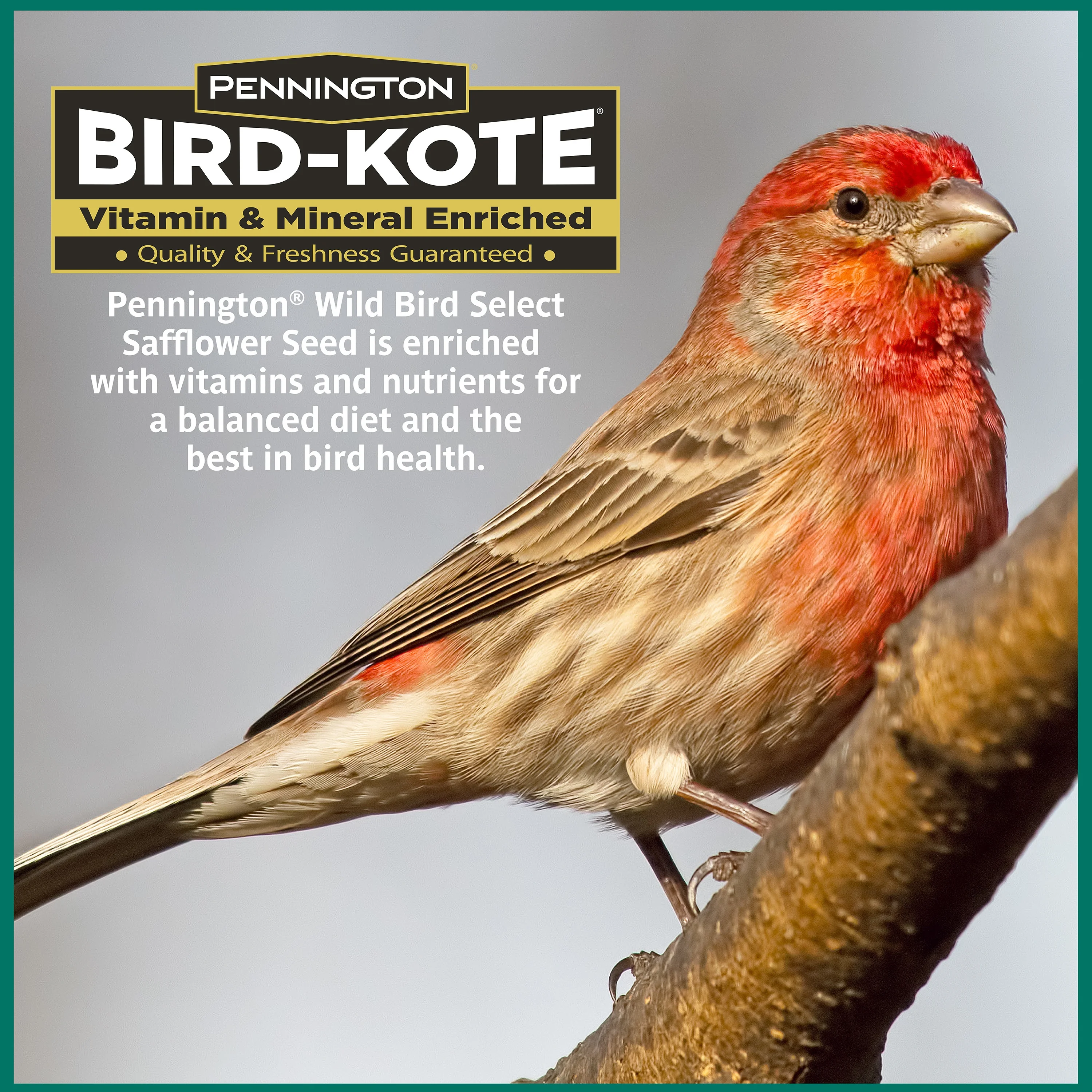 Pennington Select Safflower Seed, Wild Bird Feed and Seed, 7 lb. Bag, 1 Pack, Dry