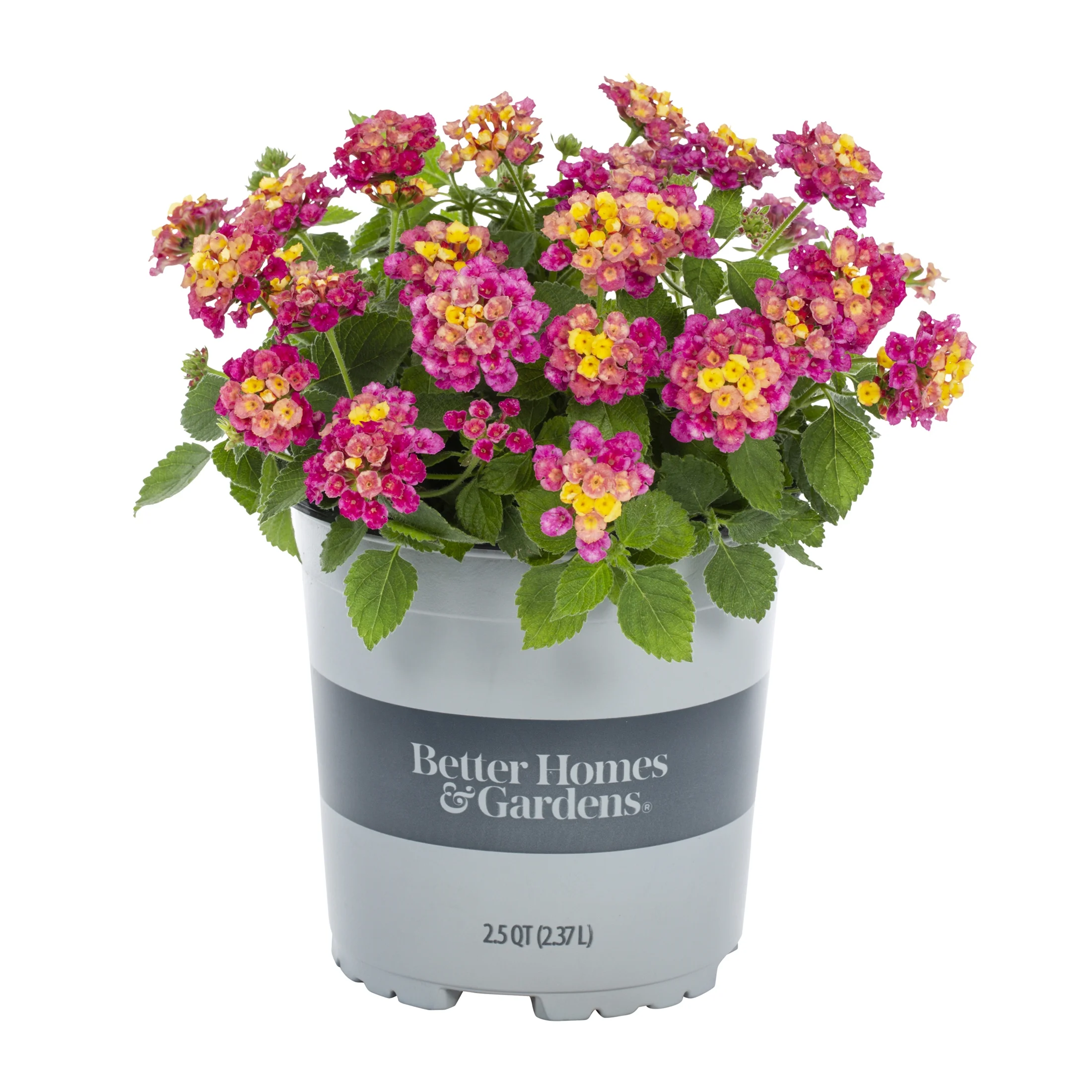 BH & G 2.5QT Multicolor Lantana Live Plants with Grower Pot