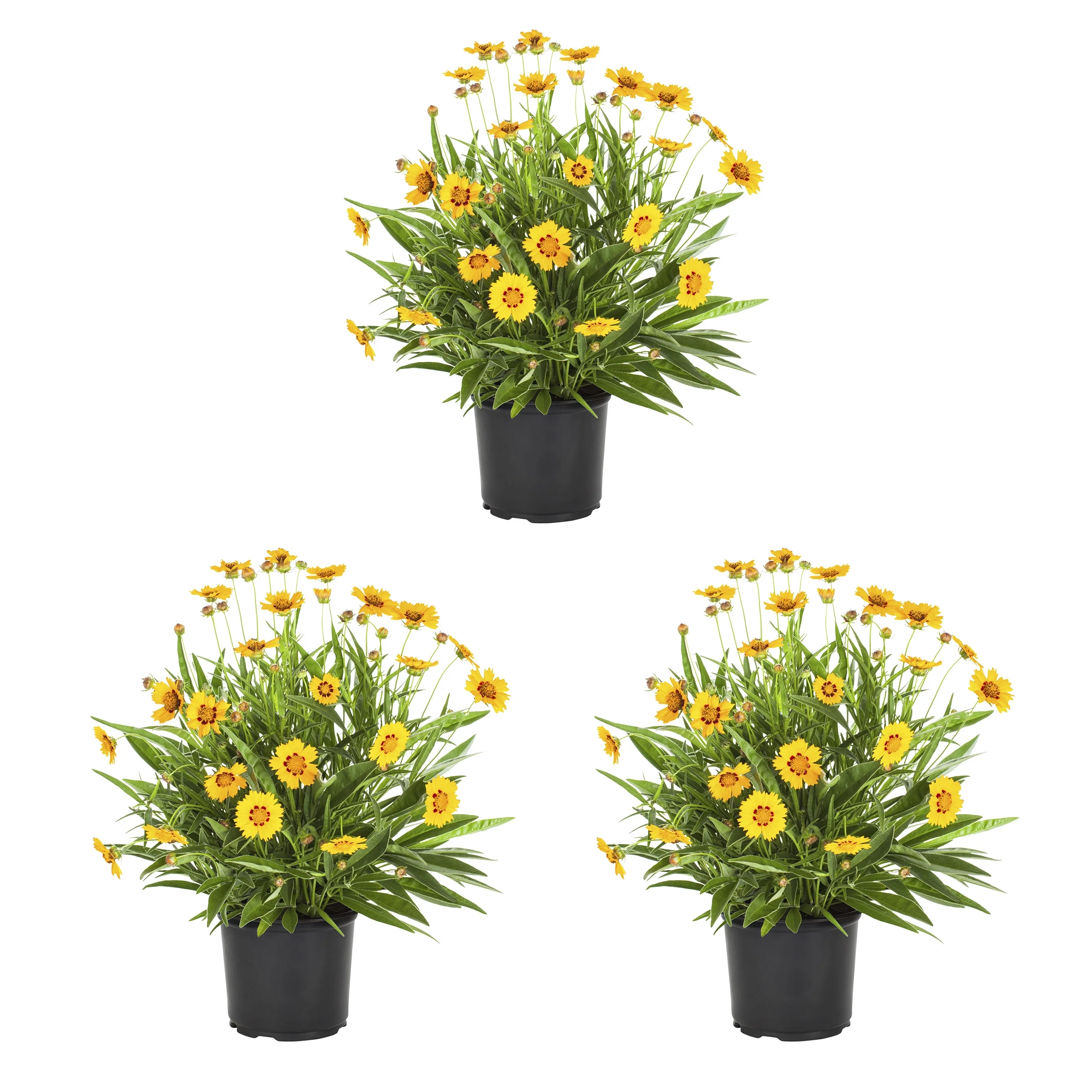 Expert Gardener 2.5QT Yellow Coreopsis Castello Compact Gold  Live Plants with Grower Pot