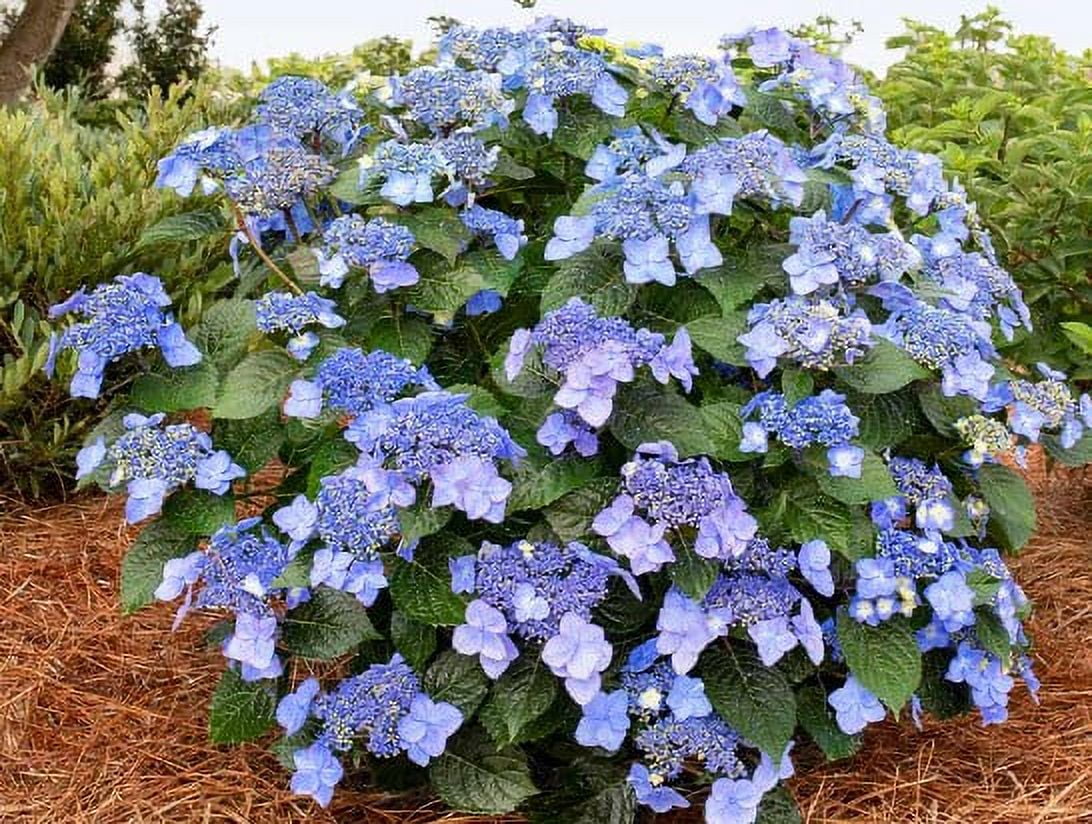 ENDLESS SUMMER POP STAR HYDRANGEA 2G