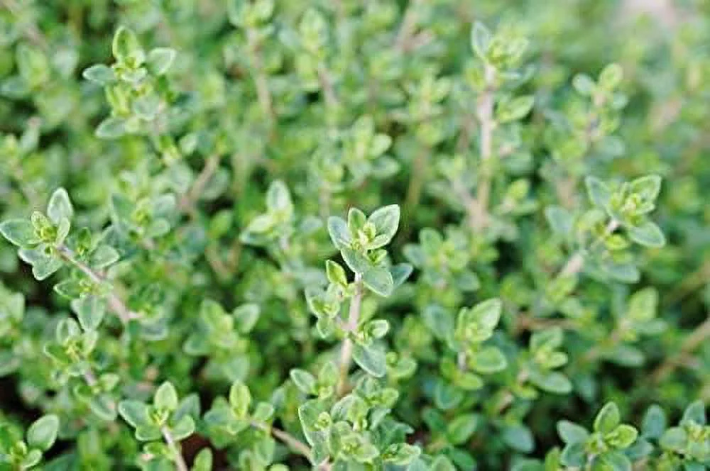 organic thyme - 2.5-inch