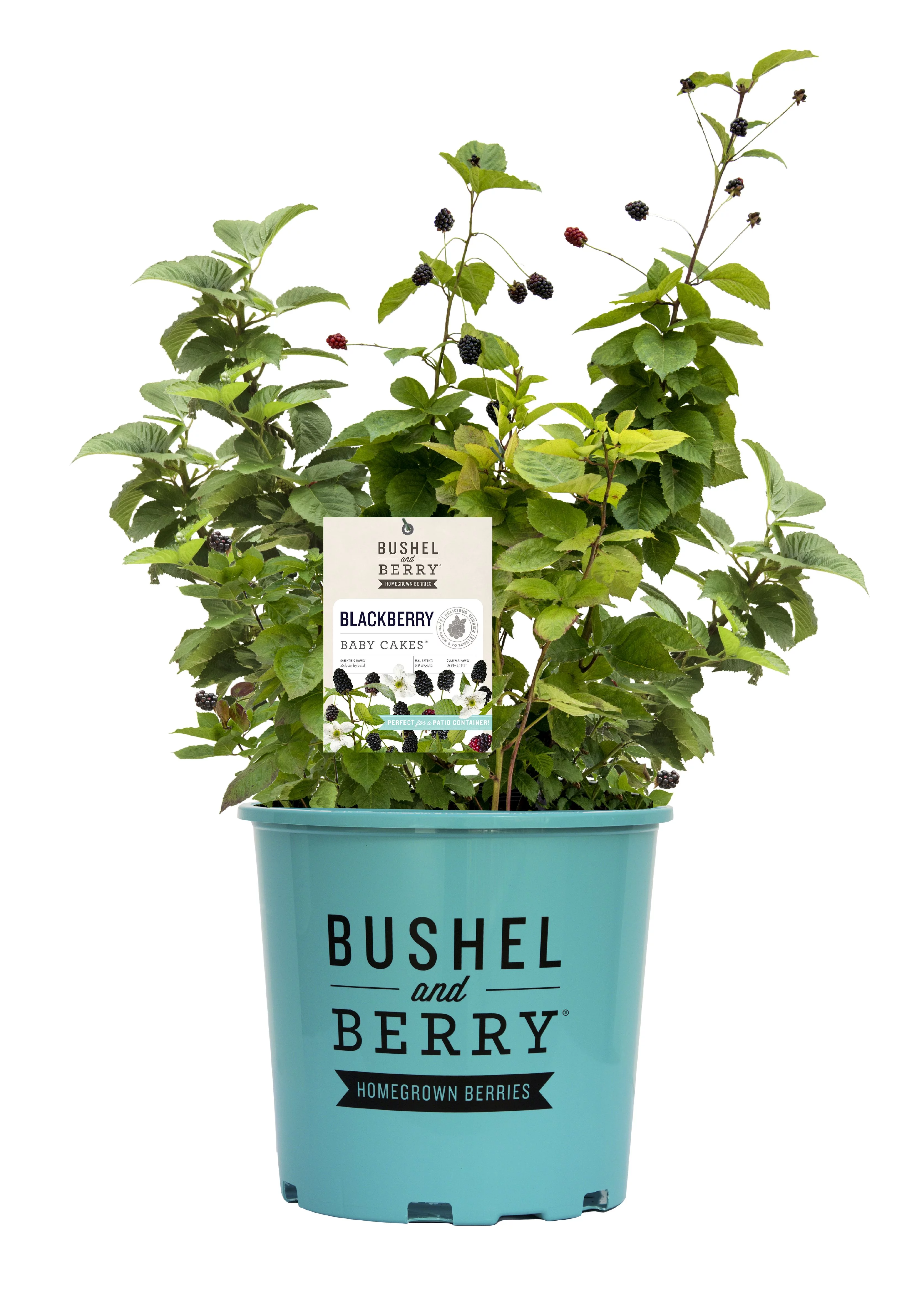 Bushel and Berry 2 gal Blackberry Baby Cakes Live Shrubs