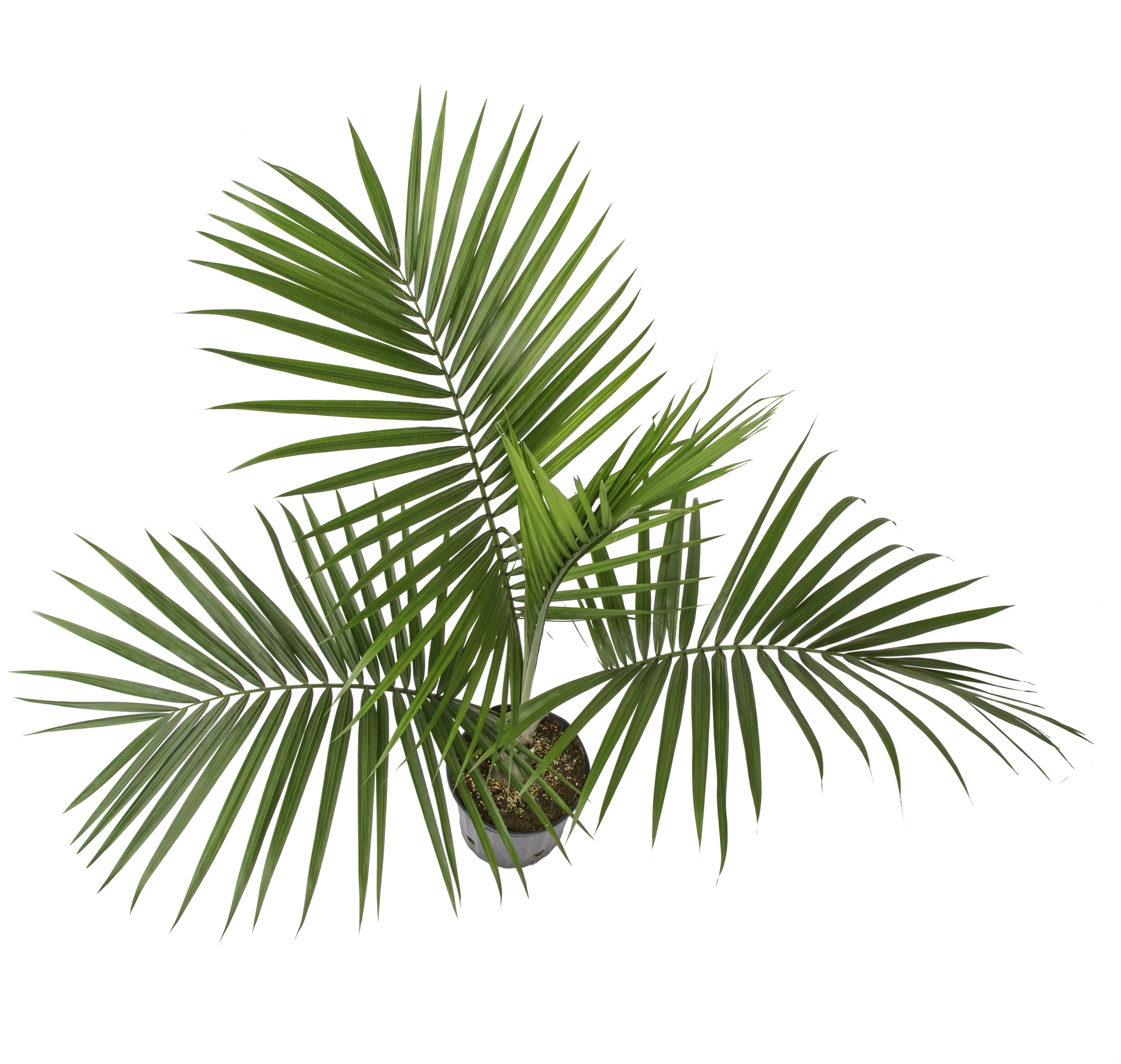 Costa Farms Better Homes & Gardens Live Indoor Green Majesty Palm Plant in 10in. Pot