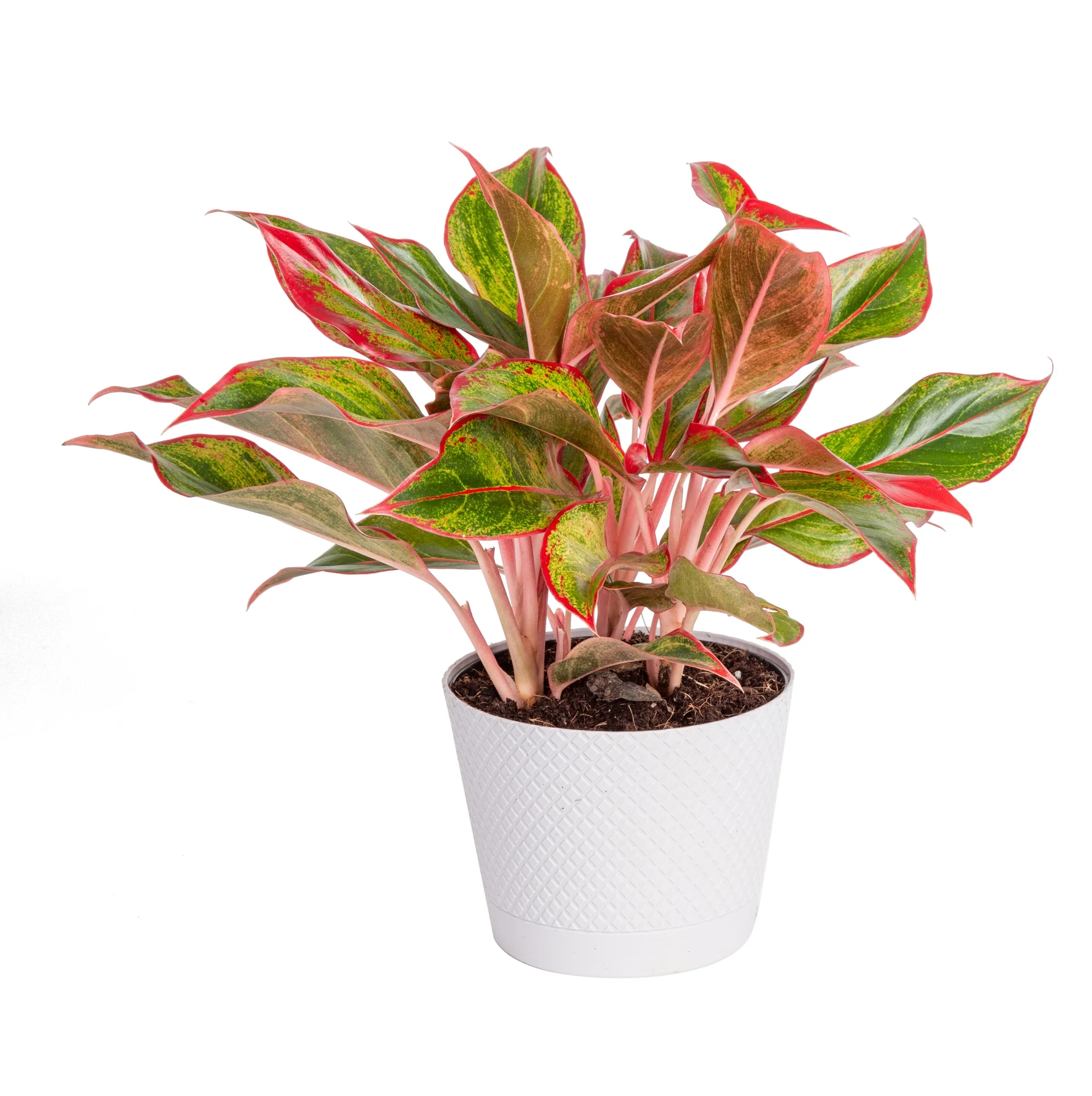 Costa Farms Better Homes & Gardens Live Indoor Green Bonsai Plant in 6in. Pot